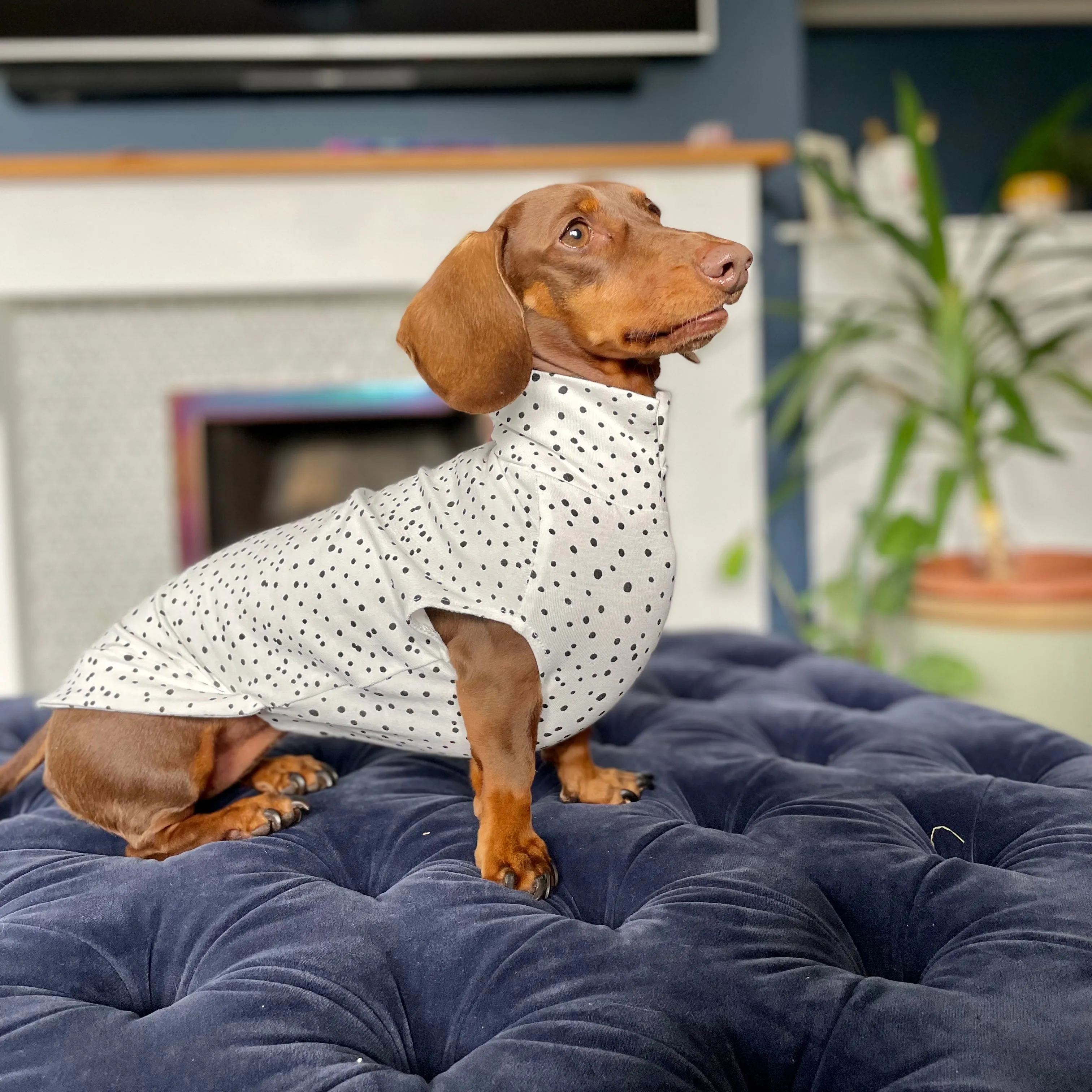 Spotty T-Shirts for Dachshunds