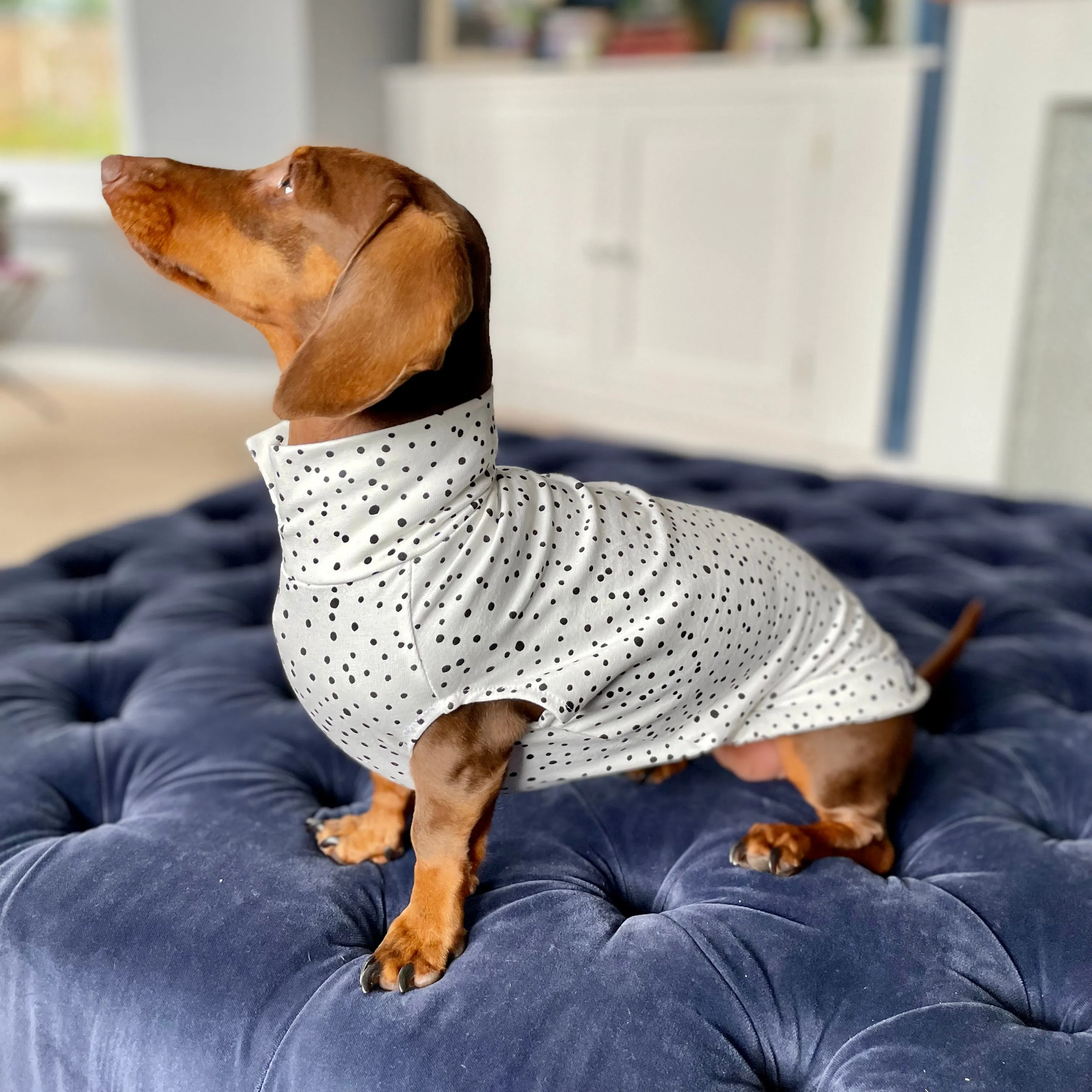 Spotty T-Shirts for Dachshunds