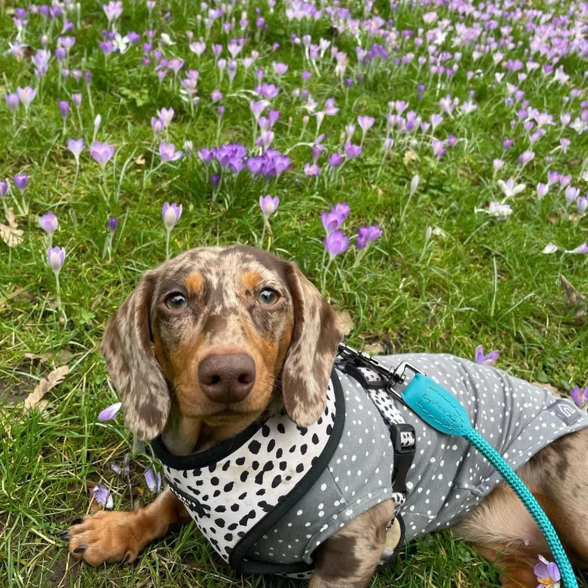 Spotty T-Shirts for Dachshunds