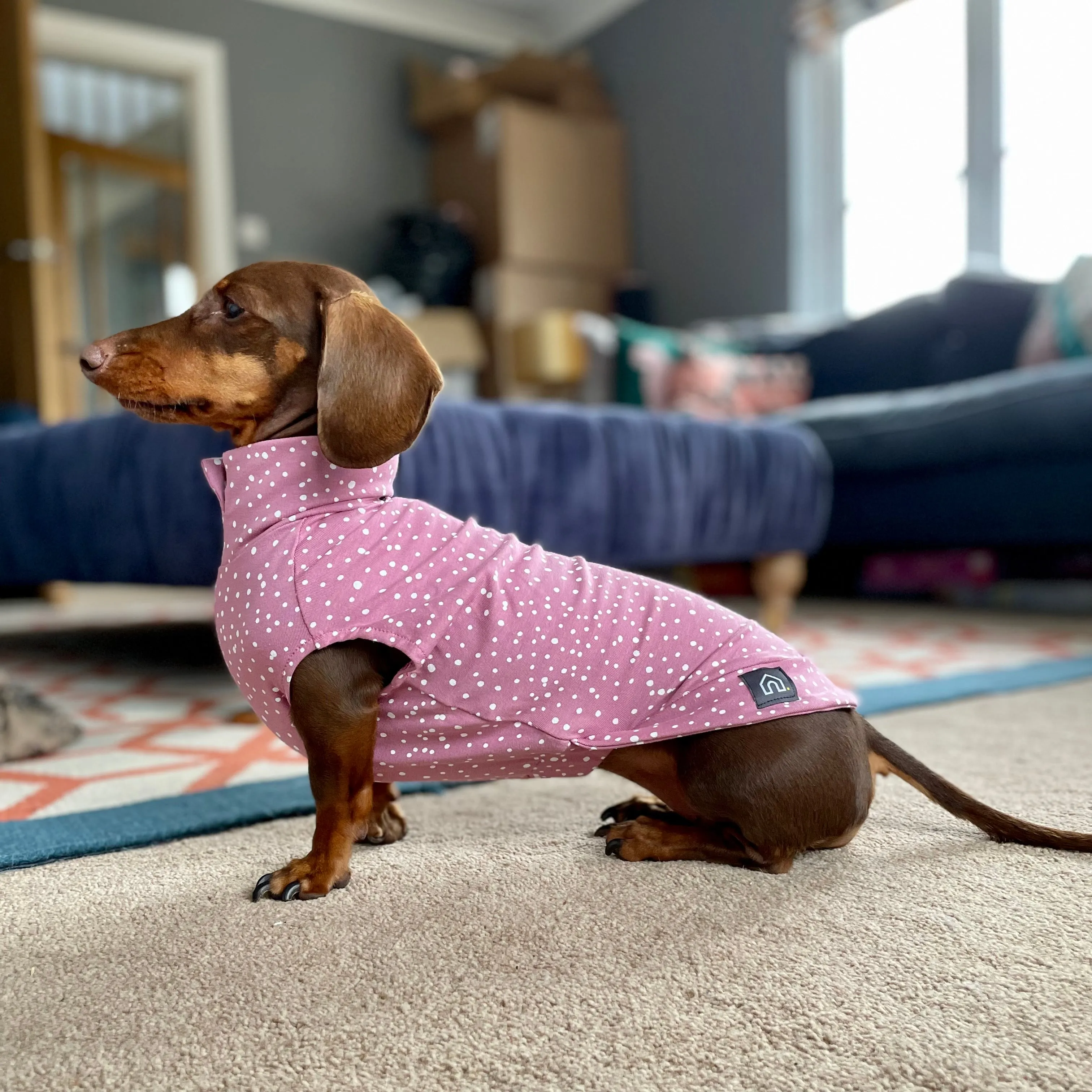 Spotty T-Shirts for Dachshunds