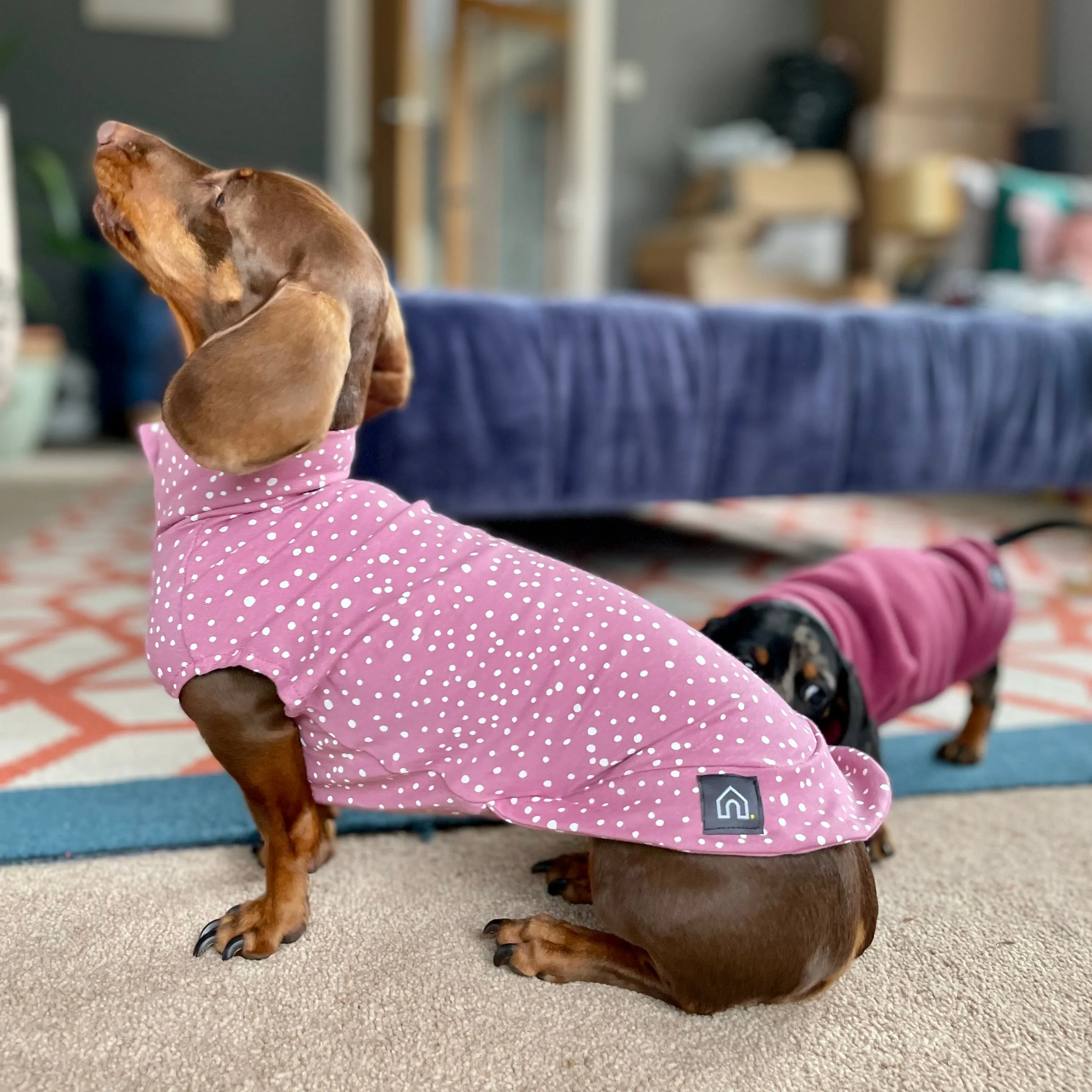 Spotty T-Shirts for Dachshunds