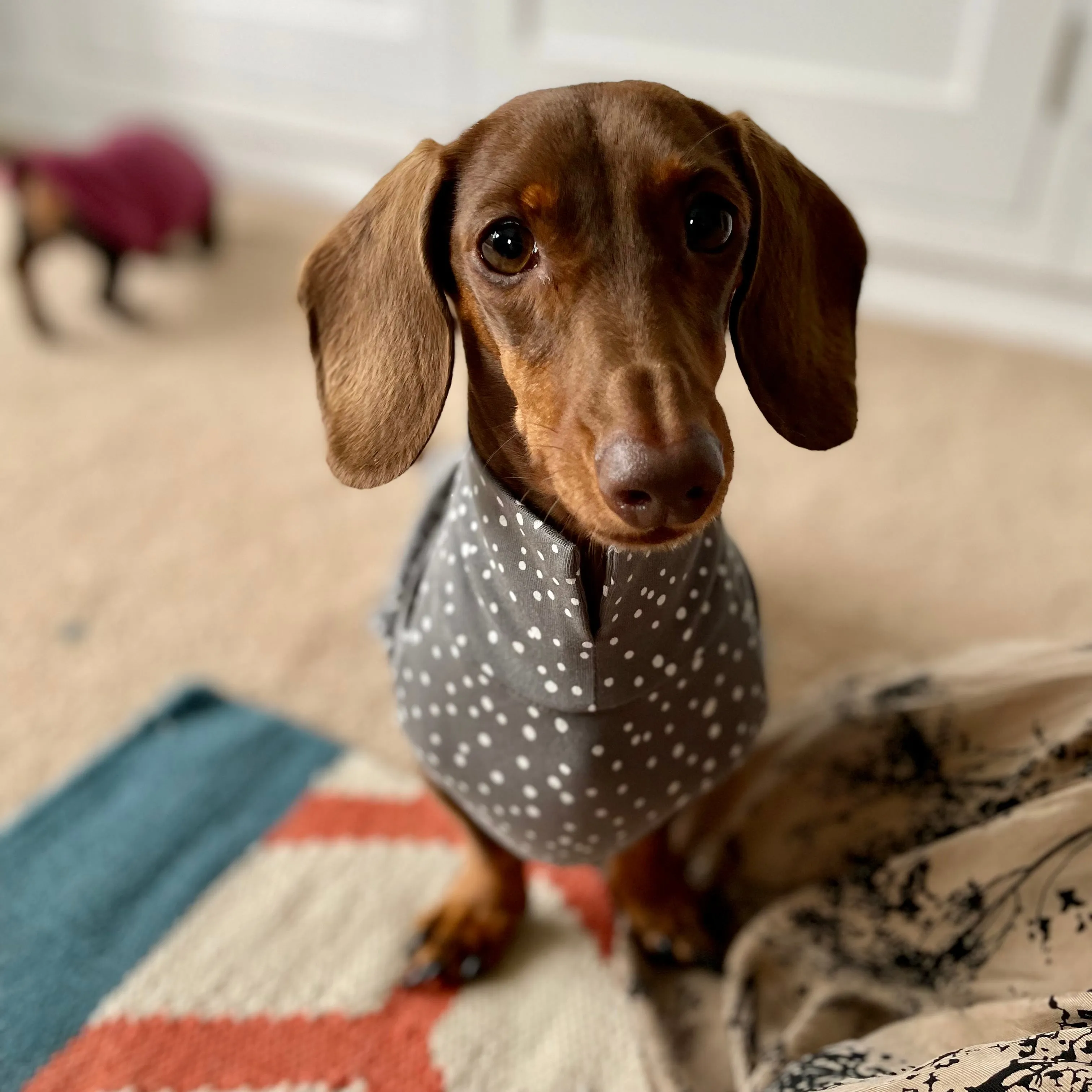 Spotty T-Shirts for Dachshunds