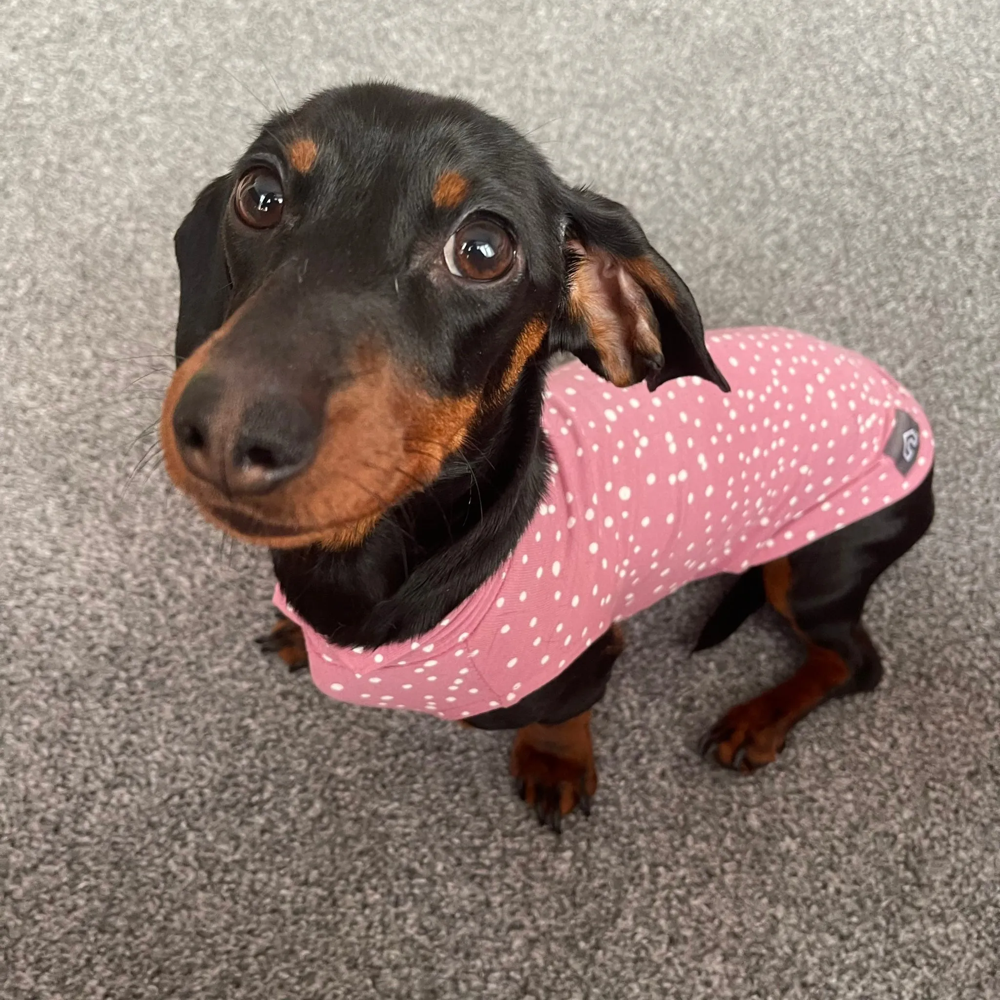 Spotty T-Shirts for Dachshunds